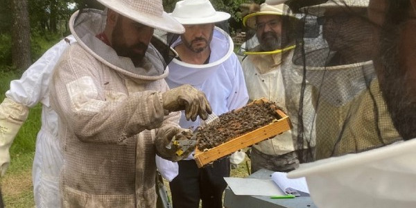 20 de mayo Día Mundial de las Abejas