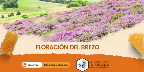 Brezo: Una Planta Vital para las Abejas y el Ecosistema de Galicia.