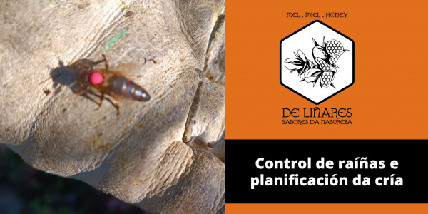 Control de reinas y planificación de la cría