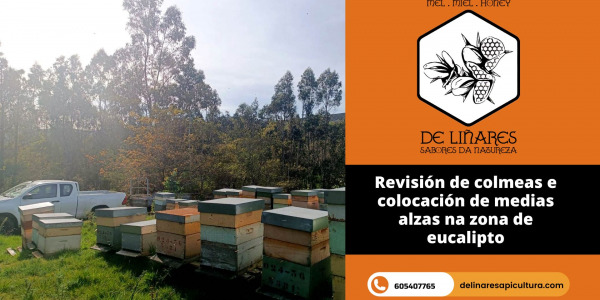 Revisión de colmenas y colocación de medias alzas en la zona de eucalipto
