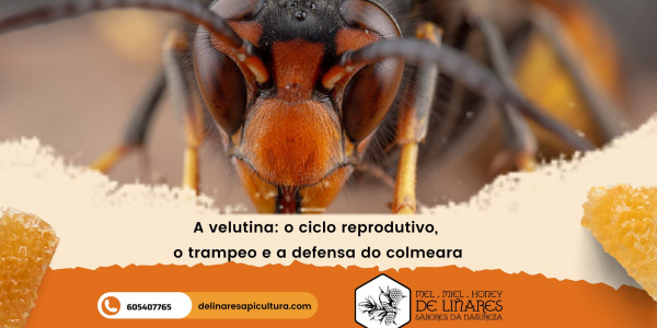 El arte de la apicultura y la defensa frente a la velutina
