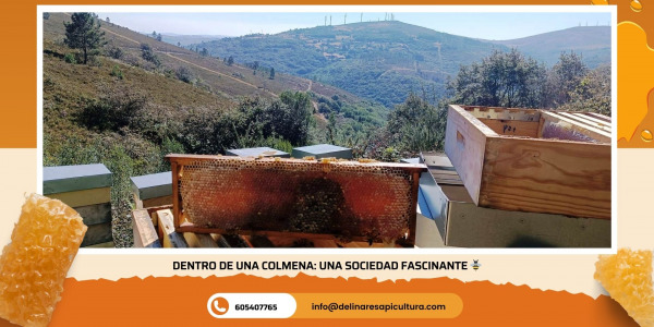 Dentro de una colmena: una sociedad fascinante
