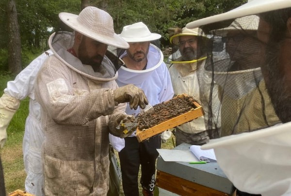 20 de mayo Día Mundial de las Abejas