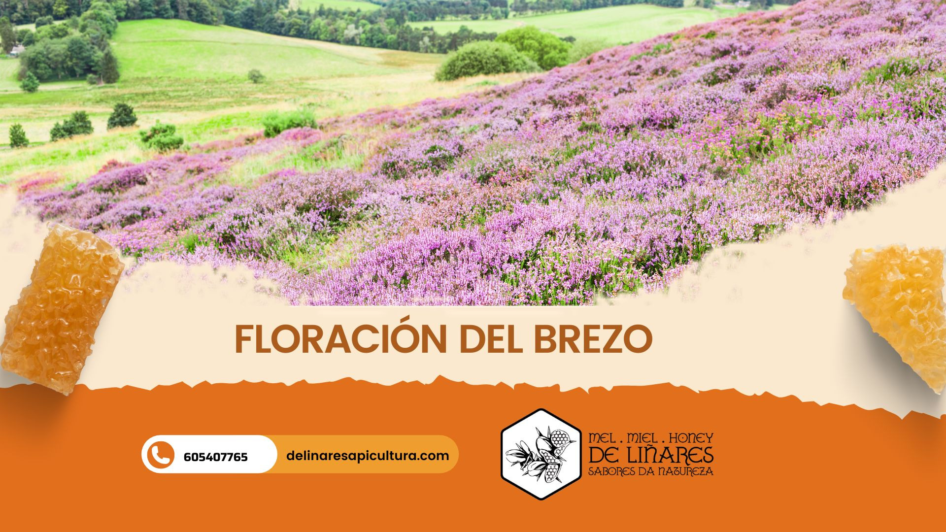 Brezo: Una Planta Vital para las Abejas y el Ecosistema de Galicia.