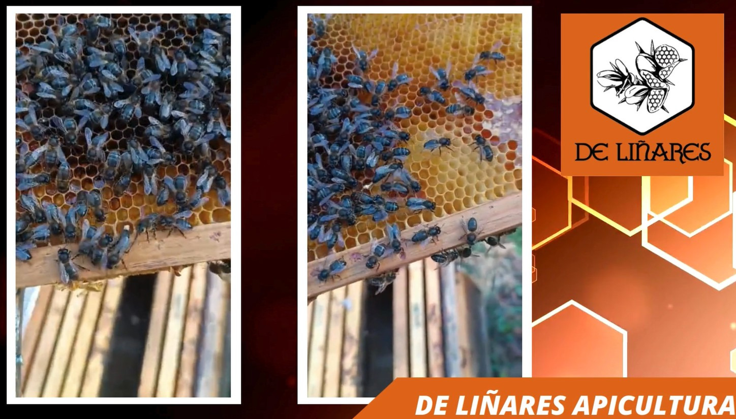 Una reina… recién fecundada