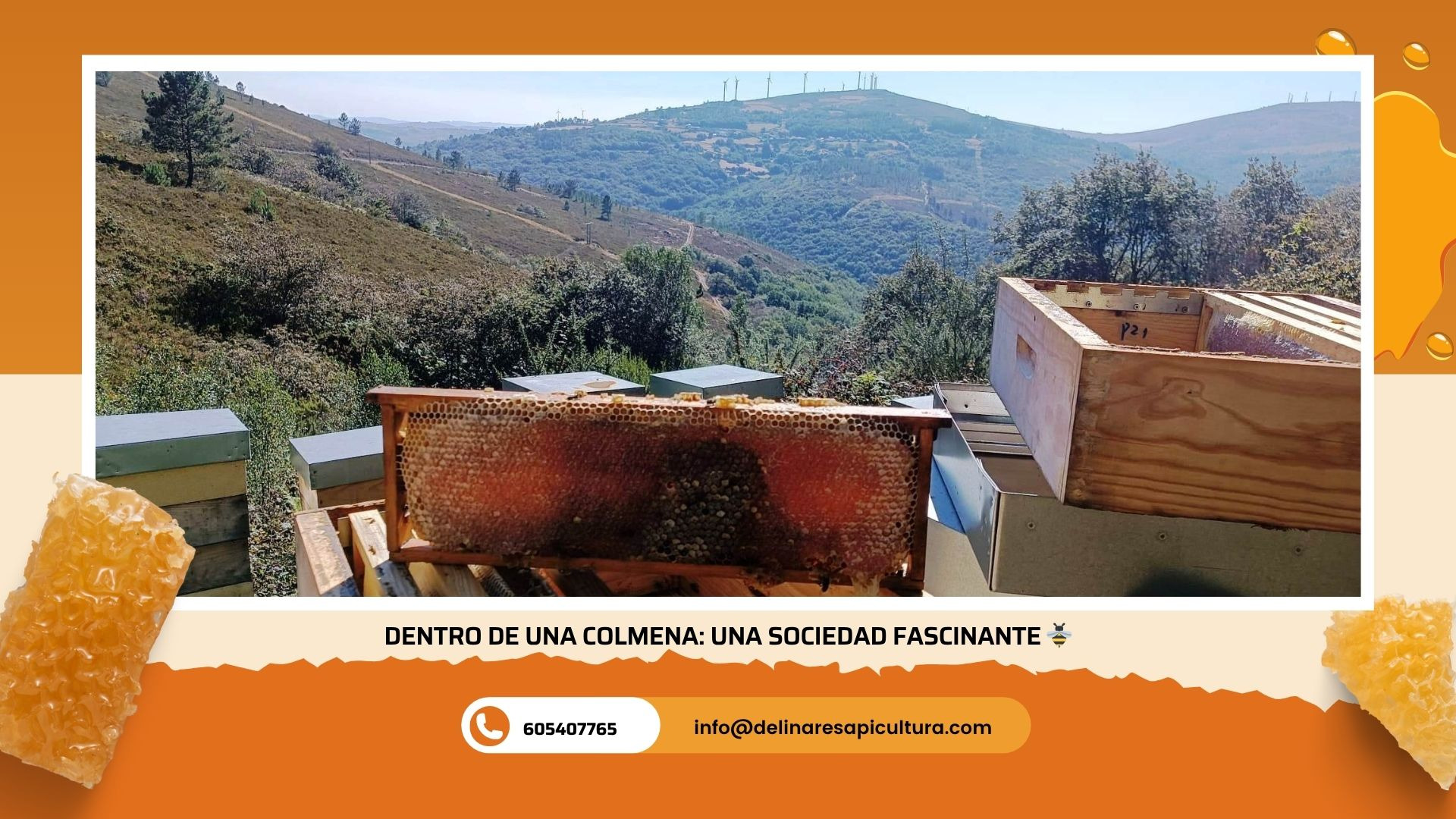 Dentro de una colmena: una sociedad fascinante